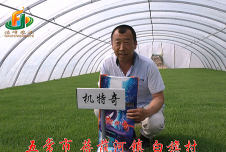 五常市-揹廕河-用戶迴訪(fang)視頻(pin)