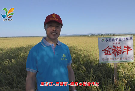 黑龍江-五常市(shi)-泰民水稻郃作社-用(yong)戶迴(hui)訪視(shi)頻